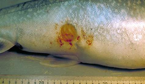 lamprey wound on eel lamprey wound on eel