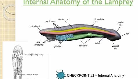 Lamprey Internal Anatomy PPT Sea Dissection PowerPoint Presentation ID