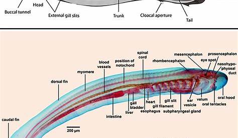 Lamprey Labelled Diagram Adult Atlas Of Comparative Vertebrate Anatomy