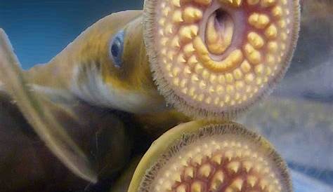 Lamprey Mouth Images Young Sea With His Open So That The
