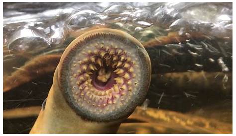 The Mouth of a Sea Lamprey. natureismetal