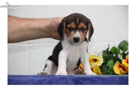 lancaster beagles for sale
