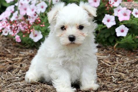 lancaster pennsylvania puppies for sale