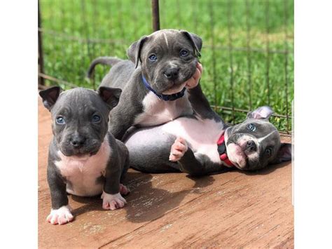 lancaster puppies for sale near me