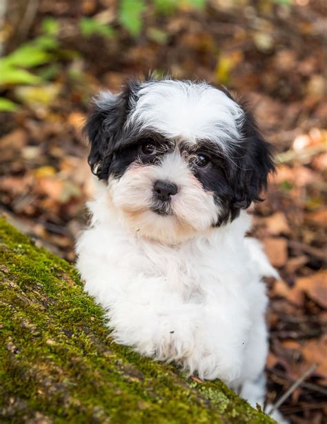 lancaster puppies ohio