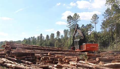 Timber Harvesting | East Texas, Atlanta & Tyler, TX | Timberline Forestry