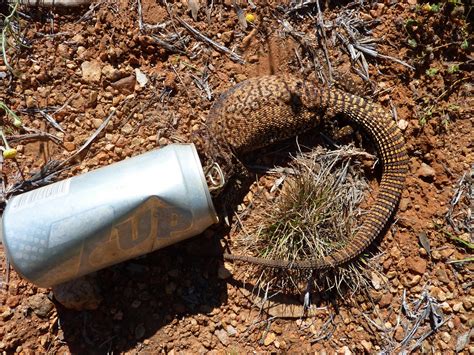 land for wildlife alice springs