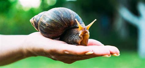 Land Snails As Pets