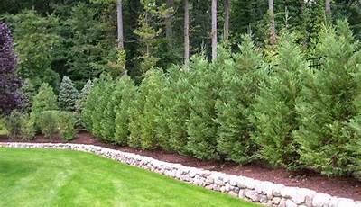 Landscaping Trees For Privacy