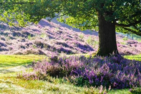 Landscaping Under A Oak Tree