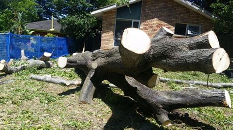 lane cove illegal tree removal