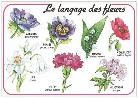 le langage des fleurs Langage des fleurs, Signification fleurs