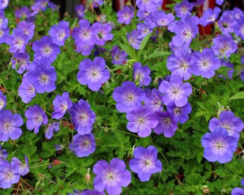 Langbloeiende Geranium