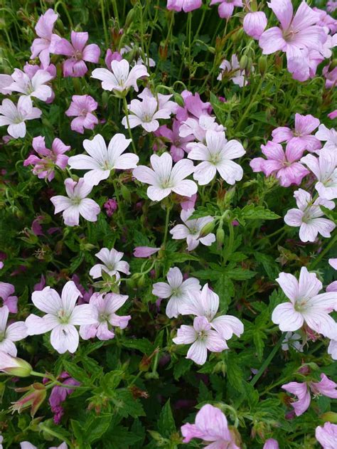 Langbloeiende Geraniumsoorten