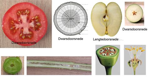 langsdoorsnede en dwarsdoorsnede verschil