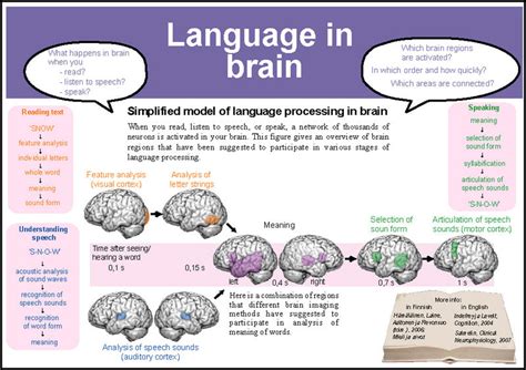 language processing in the brain appears to
