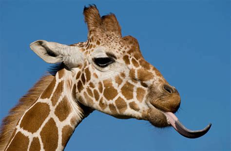 Quelle est la longueur de la langue de la girafe