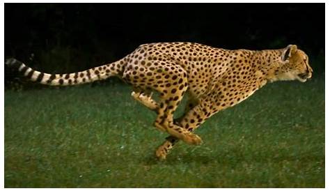 Top 5 des animaux les plus rapides du monde
