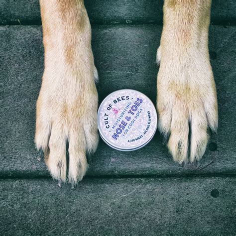 lanolin for dog nose