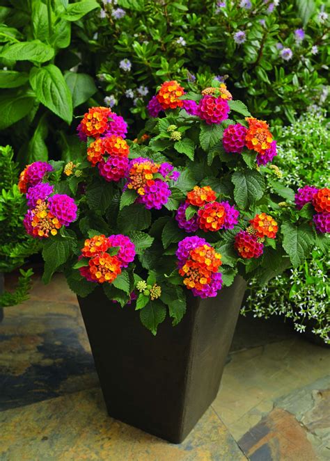 Container Planting create a hummingbird combination. tequila sunrise