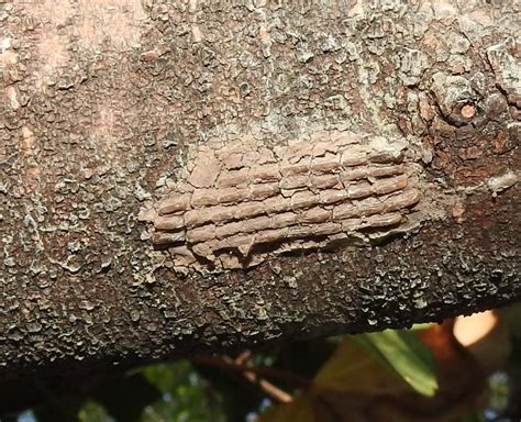 lantern fly eggs