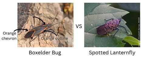 Lantern Fly Vs Lightning Bug