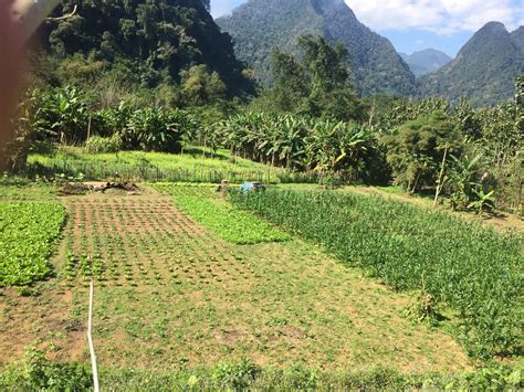 Laos Farm