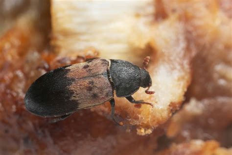 Larder Beetle Environment