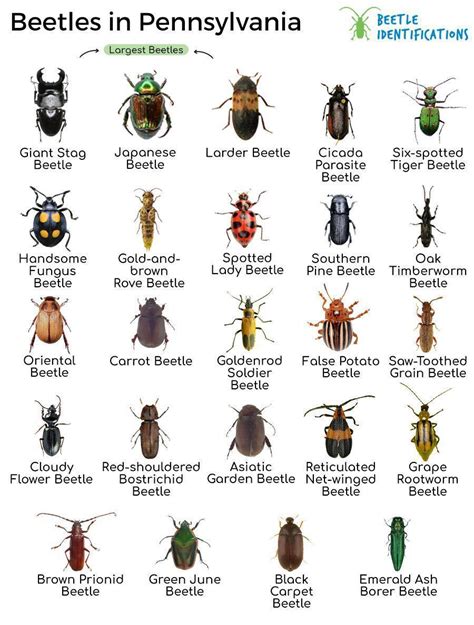 Larder Beetle Names
