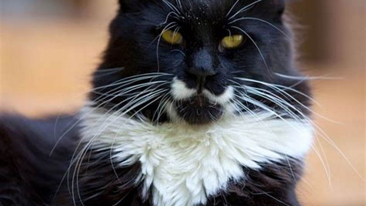 Large Black and White Maine Coon Cat: A Majestic Feline
