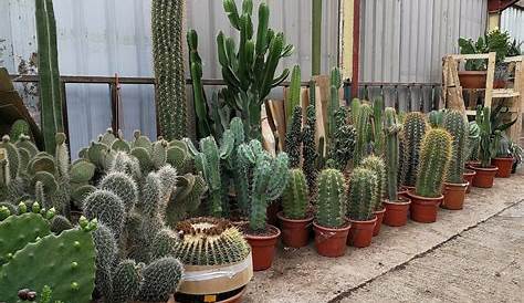 Large Cactus Plants For Sale Near Me