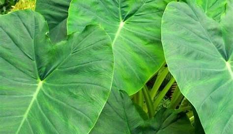 Large Leaf Vegetable Plants
