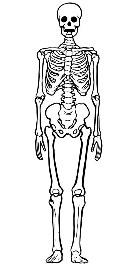 Printable Skeleton Template Life size skeleton, Skeleton template