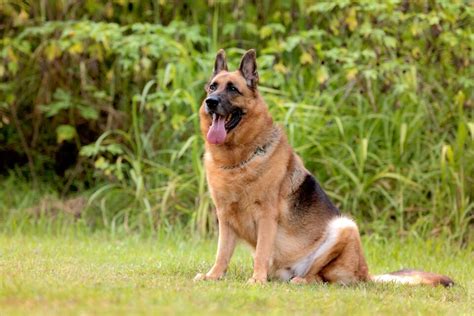 large alsatian