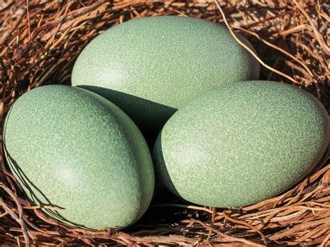 Large Bird Eggs