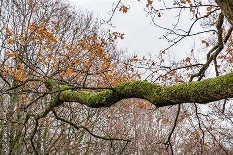 Large Branch Of A Tree Meaning