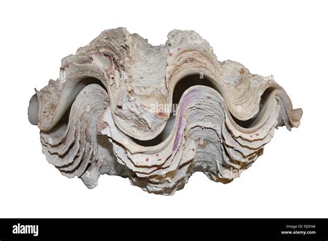Large Clam Shell Cut Out