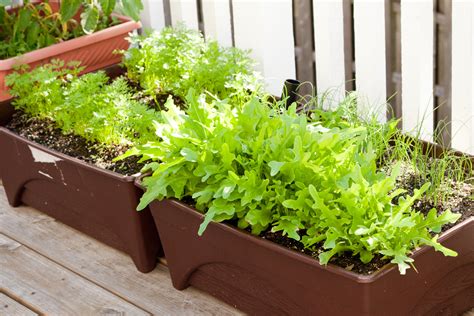 large container vegetable gardening