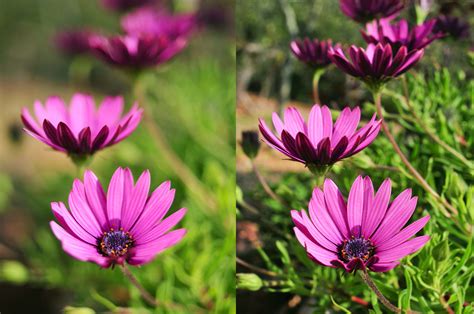 large depth of field examples