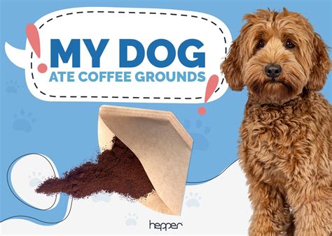 Large Dog Ate Coffee Grounds