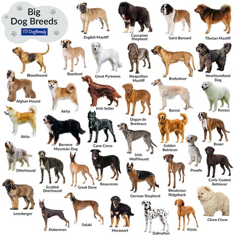 large dog breeds alphabetical
