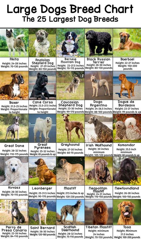 large dog breeds alphabetical with pictures