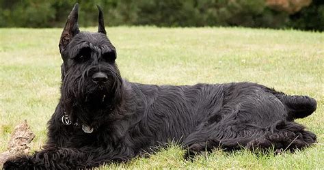 large dog breeds that don't shed