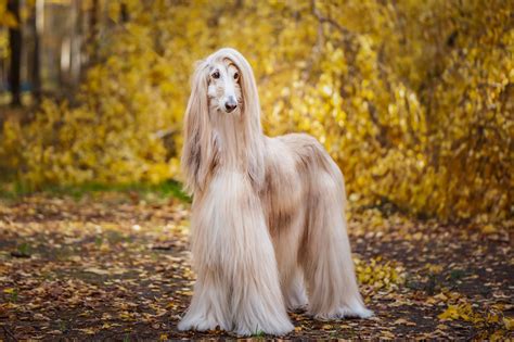 large dog breeds with long hair