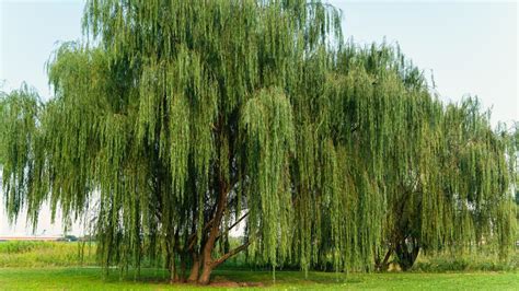 large double willow