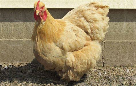 large egg chicken breeds