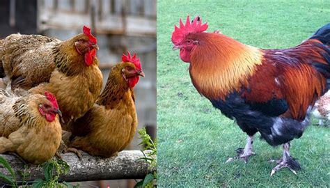 large egg laying chicken breeds