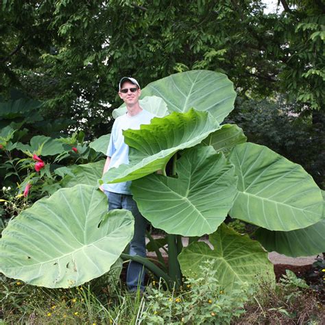 large elephant ears