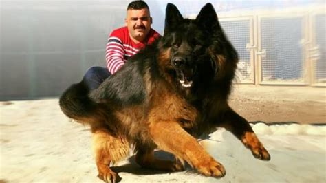 large german shepherd dog