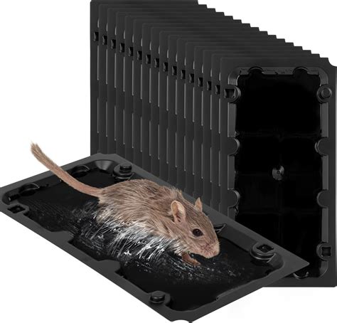 large glue rat traps